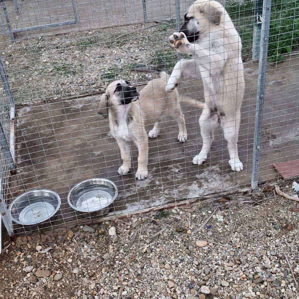 dog-is-love.bsky.social's profile picture