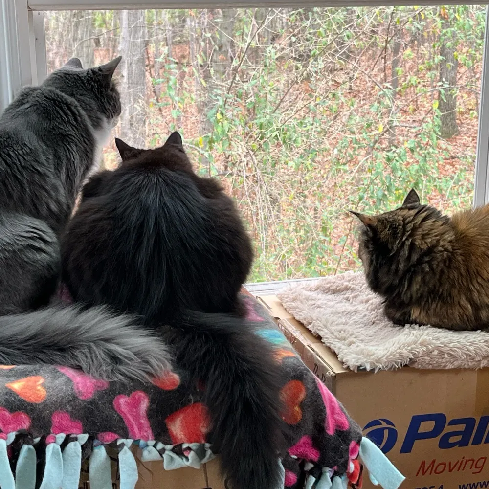 ebcollis.bsky.social's profile picture