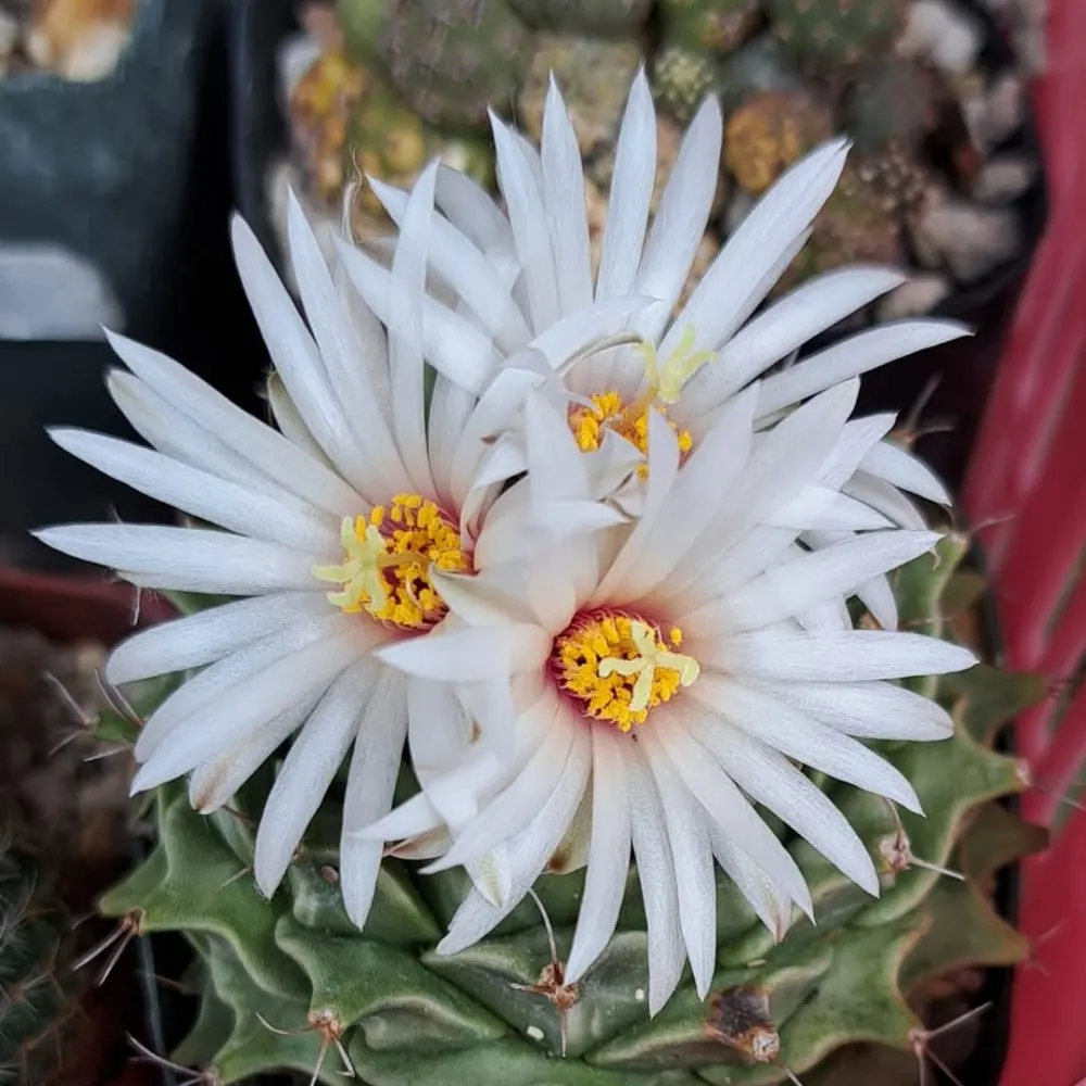 obregonia.bsky.social's profile picture