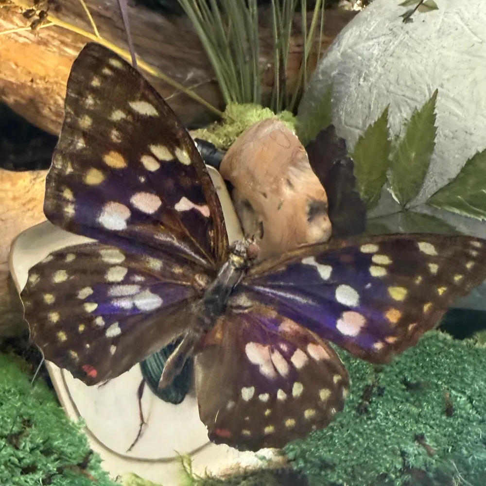 corsairbear.bsky.social's profile picture