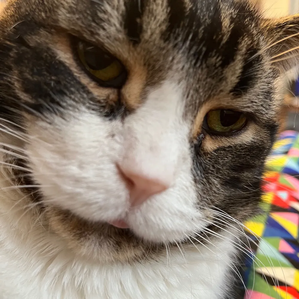 crochetcat.bsky.social's profile picture