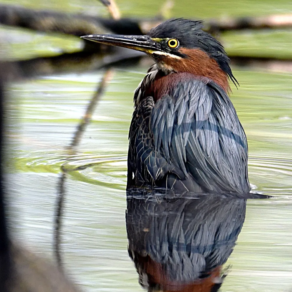 pixel39.bsky.social's profile picture