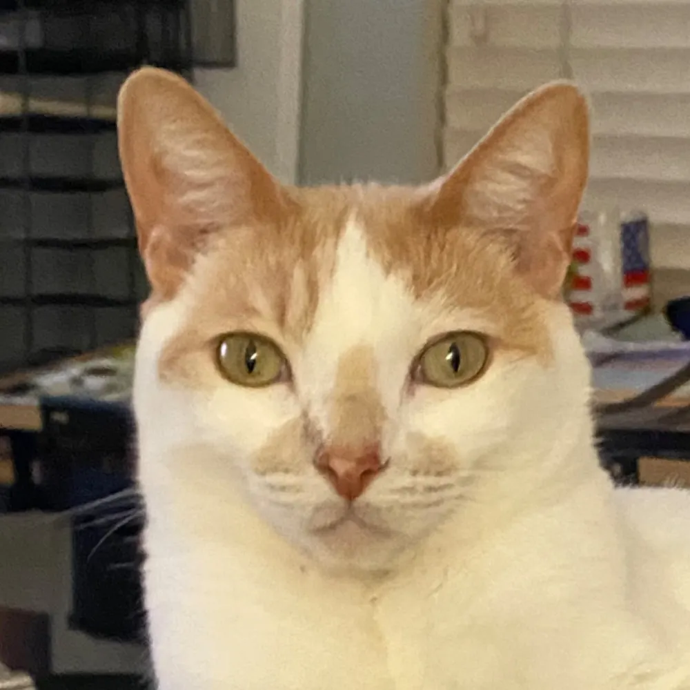 patrioticcats.bsky.social's profile picture