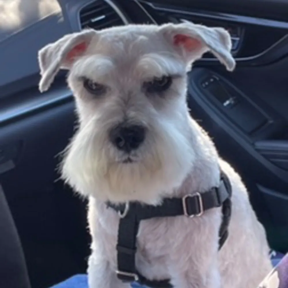 elgordopoppy.bsky.social's profile picture