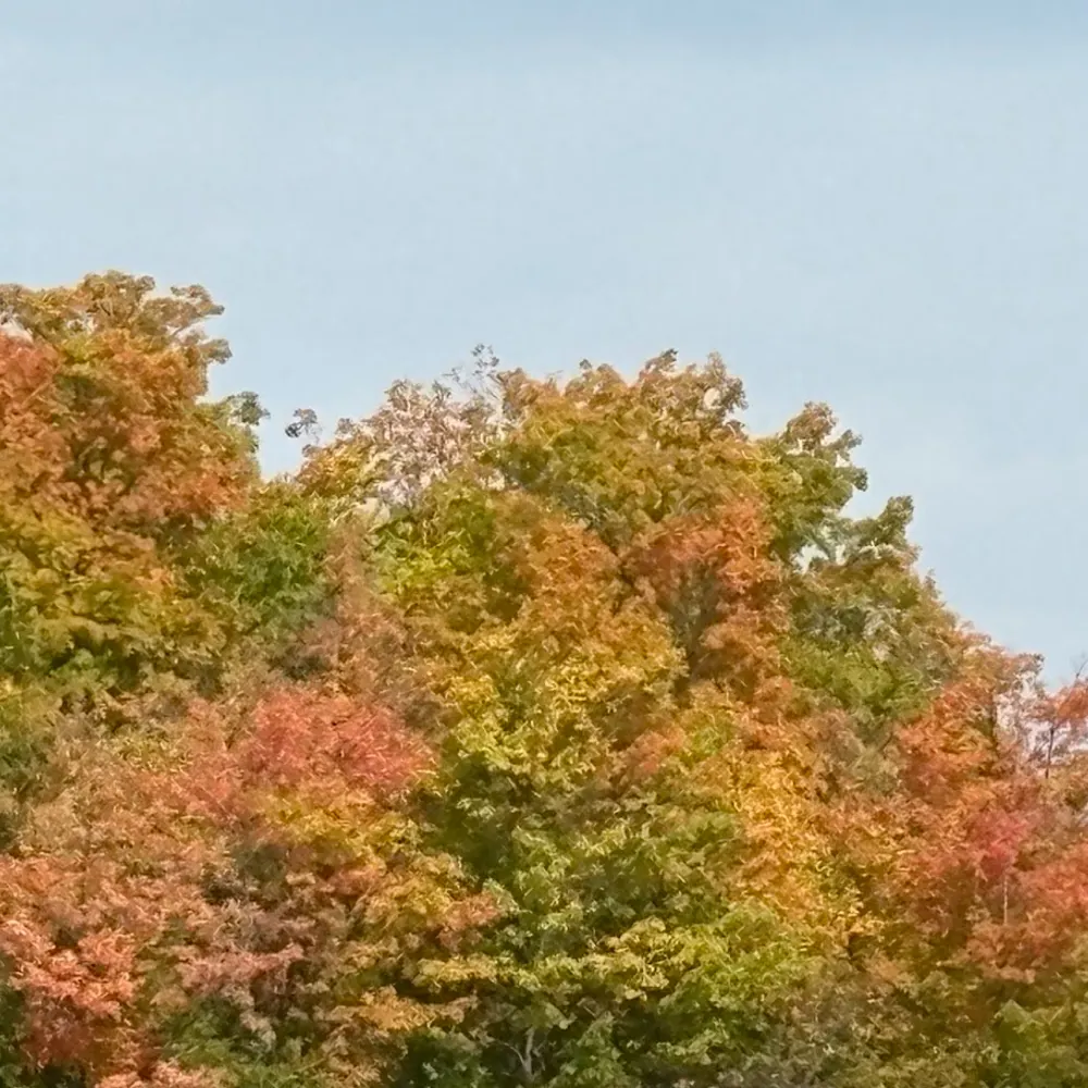 pourrprresorrbettt.bsky.social's profile picture