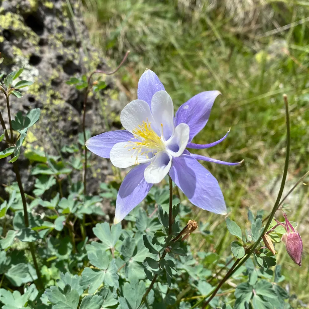 mountainvoice.bsky.social's profile picture