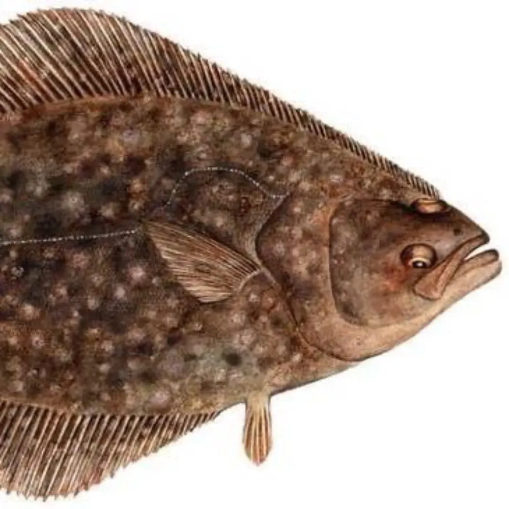 halibut.bsky.social's profile picture