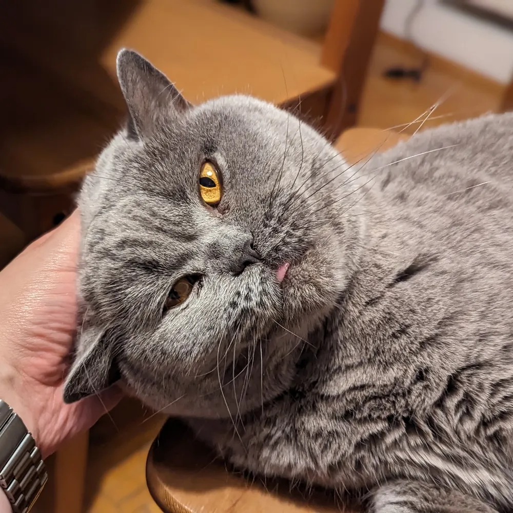 sarkazmironia.bsky.social's profile picture