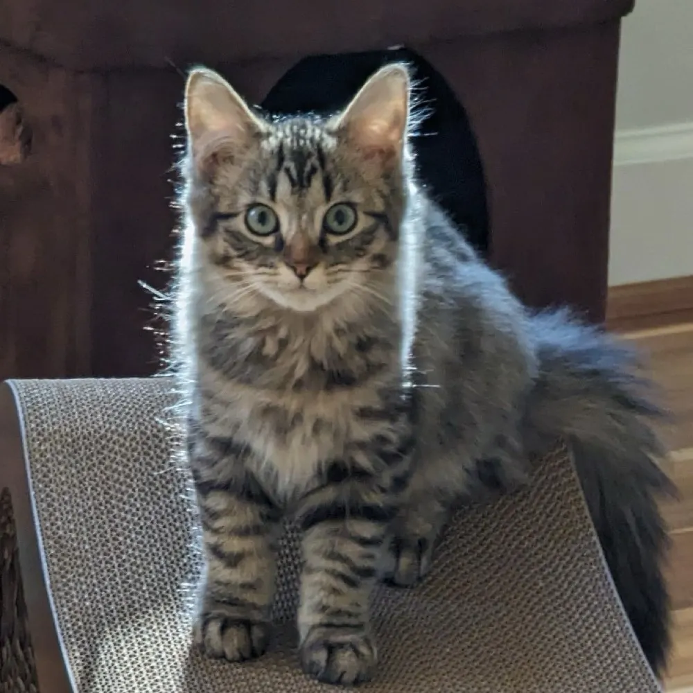 saffronsfloof.bsky.social's profile picture