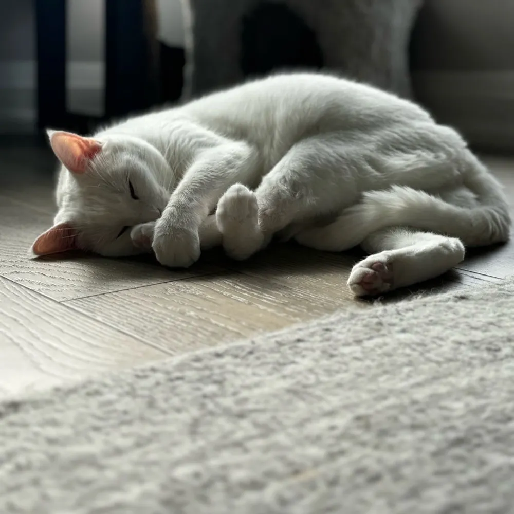 catrescuefoster.bsky.social's profile picture