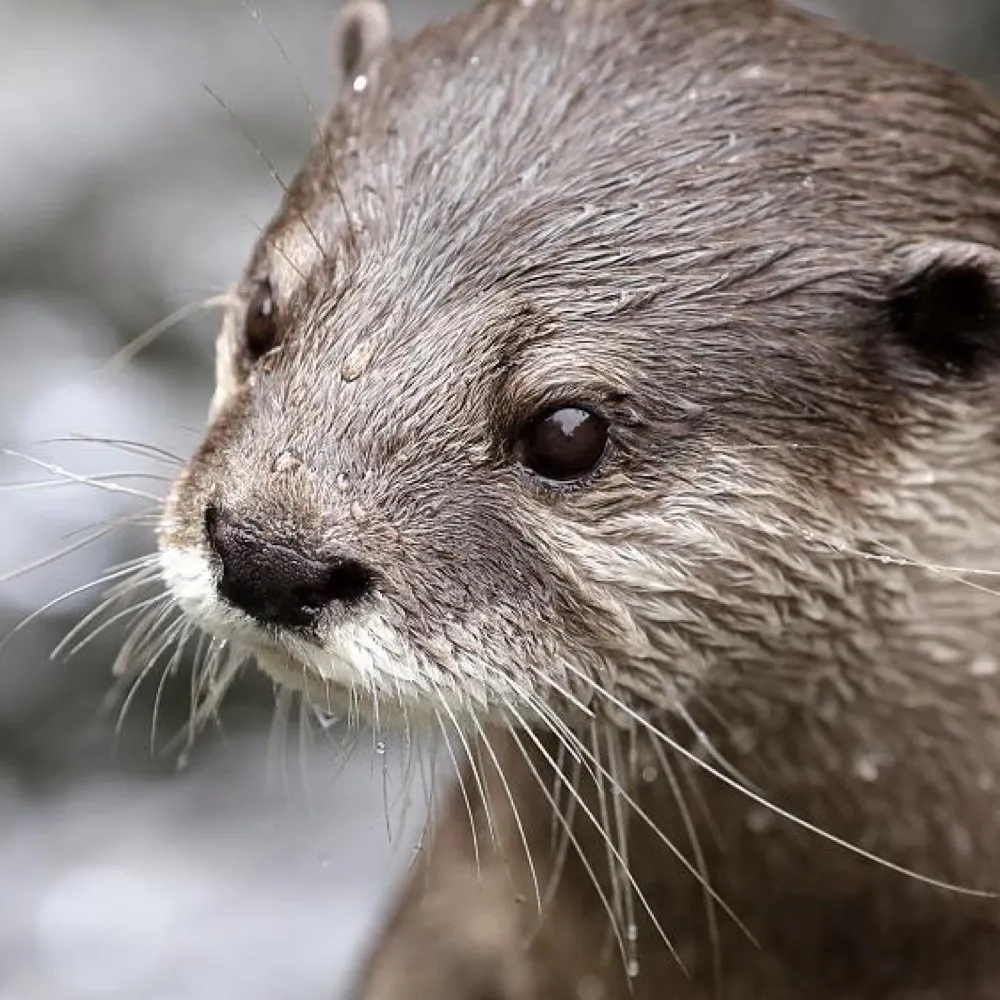 ottermd37.bsky.social's profile picture