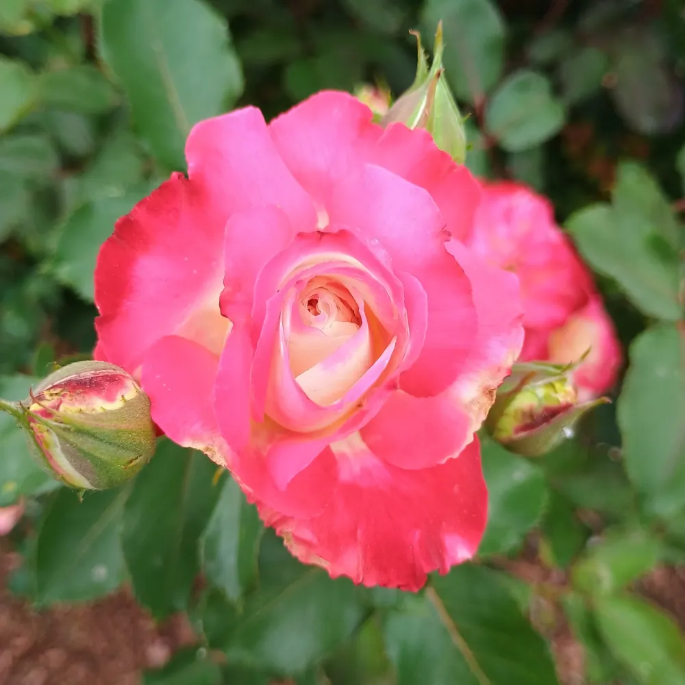 cjoyster.bsky.social's profile picture