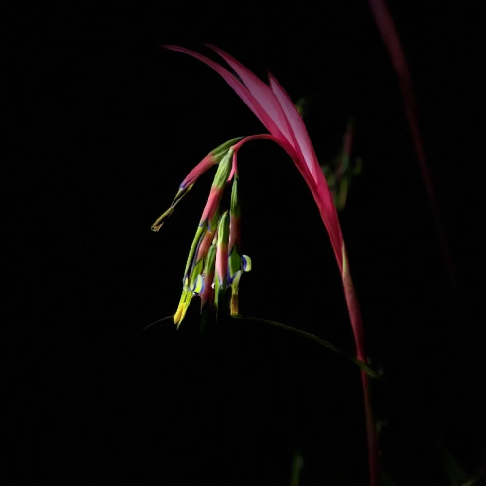 blupotluv.bsky.social's profile picture