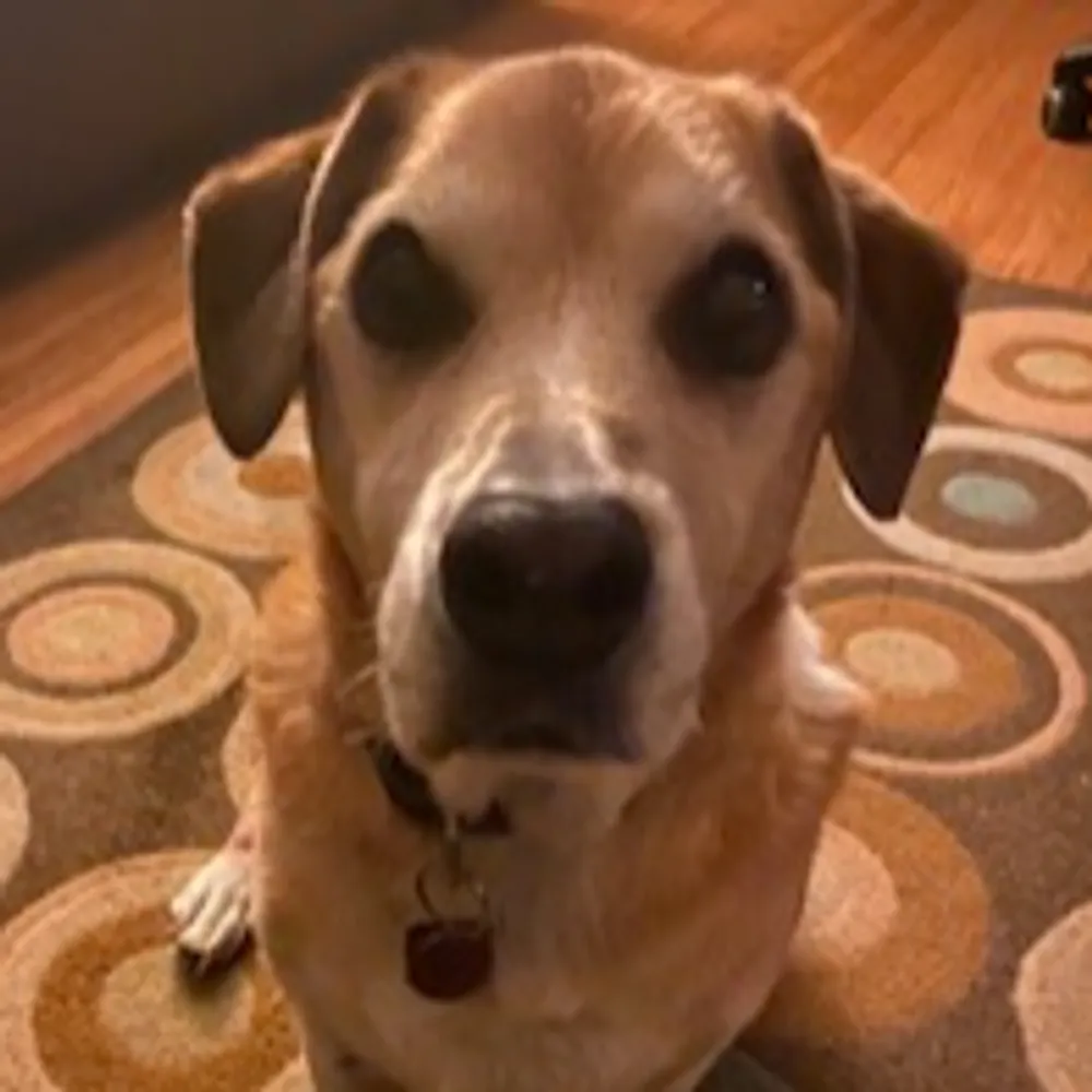 busterandme.bsky.social's profile picture