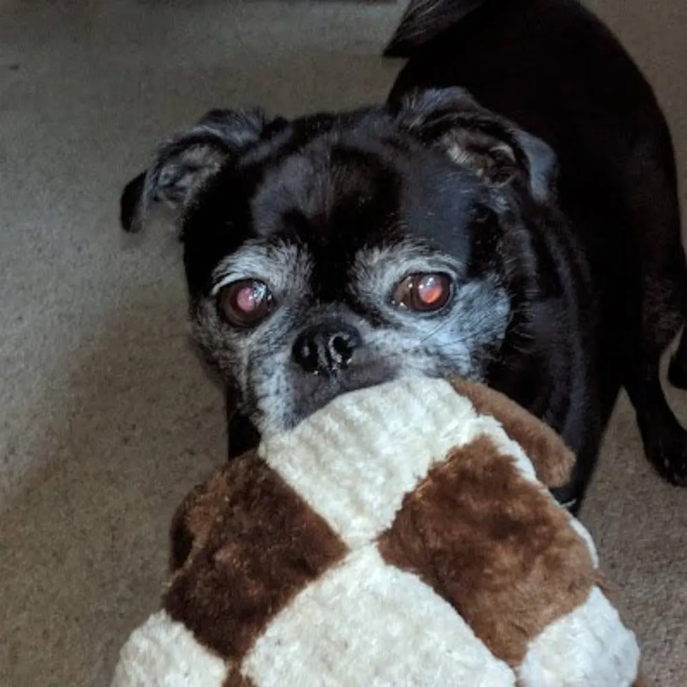 pugnatiousg.bsky.social's profile picture