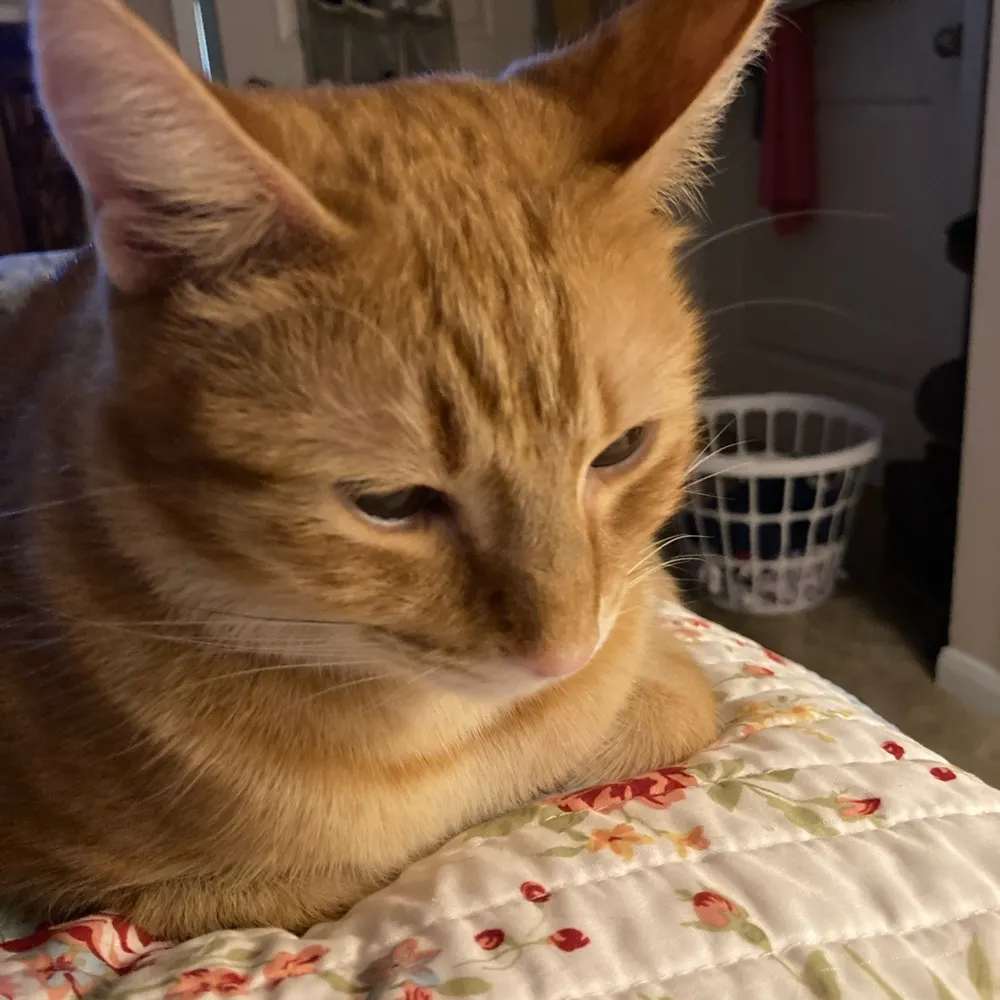 cynalbr.bsky.social's profile picture