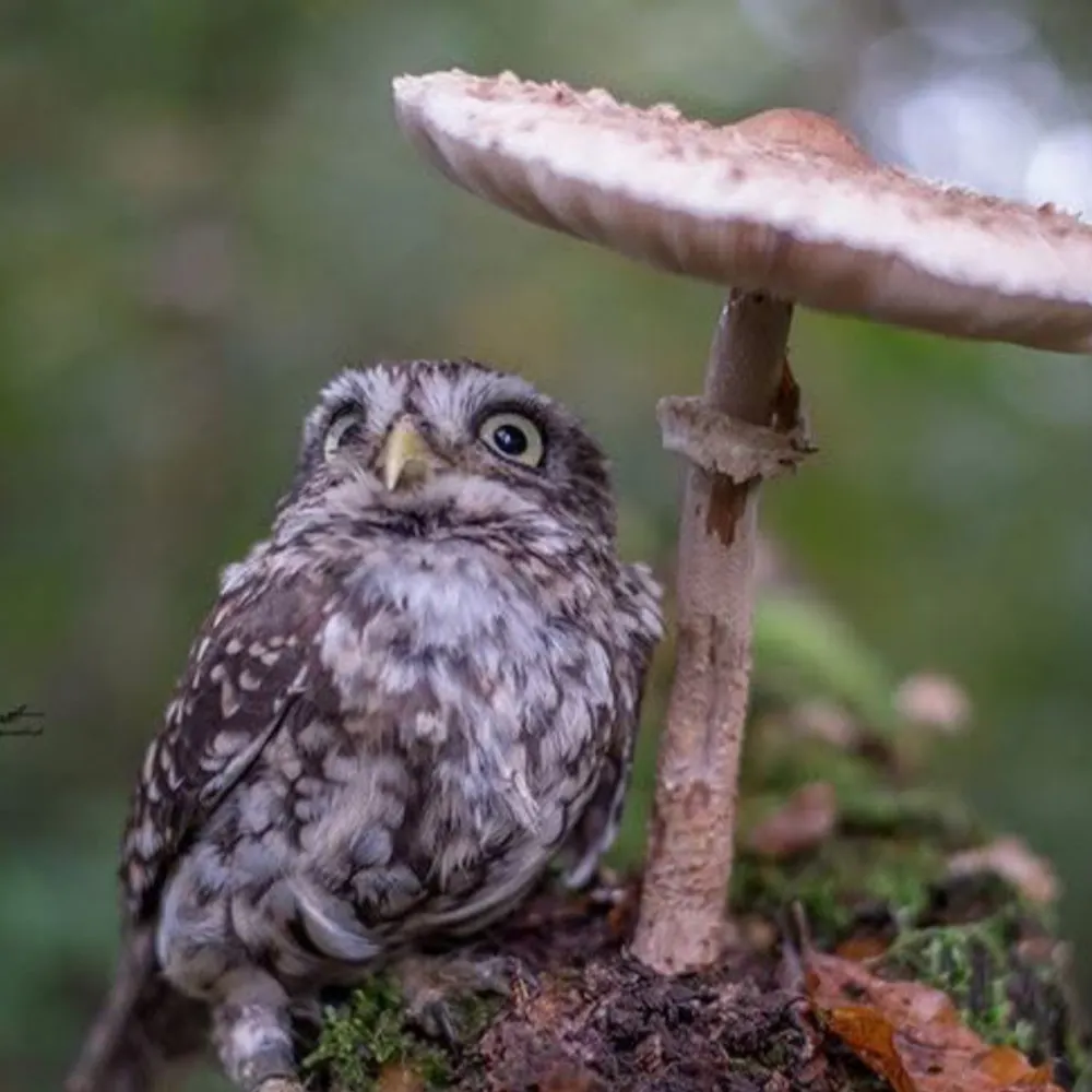 seesthemoon.bsky.social's profile picture