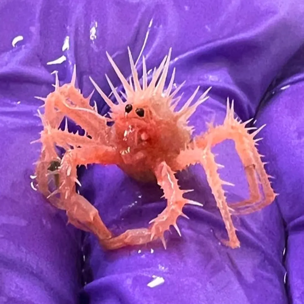 offtoseethelizard.bsky.social's profile picture