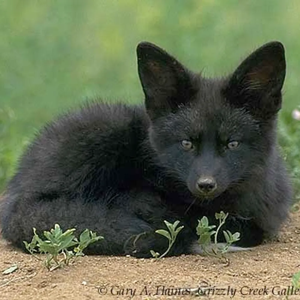 mirrimblackfox.bsky.social's profile picture