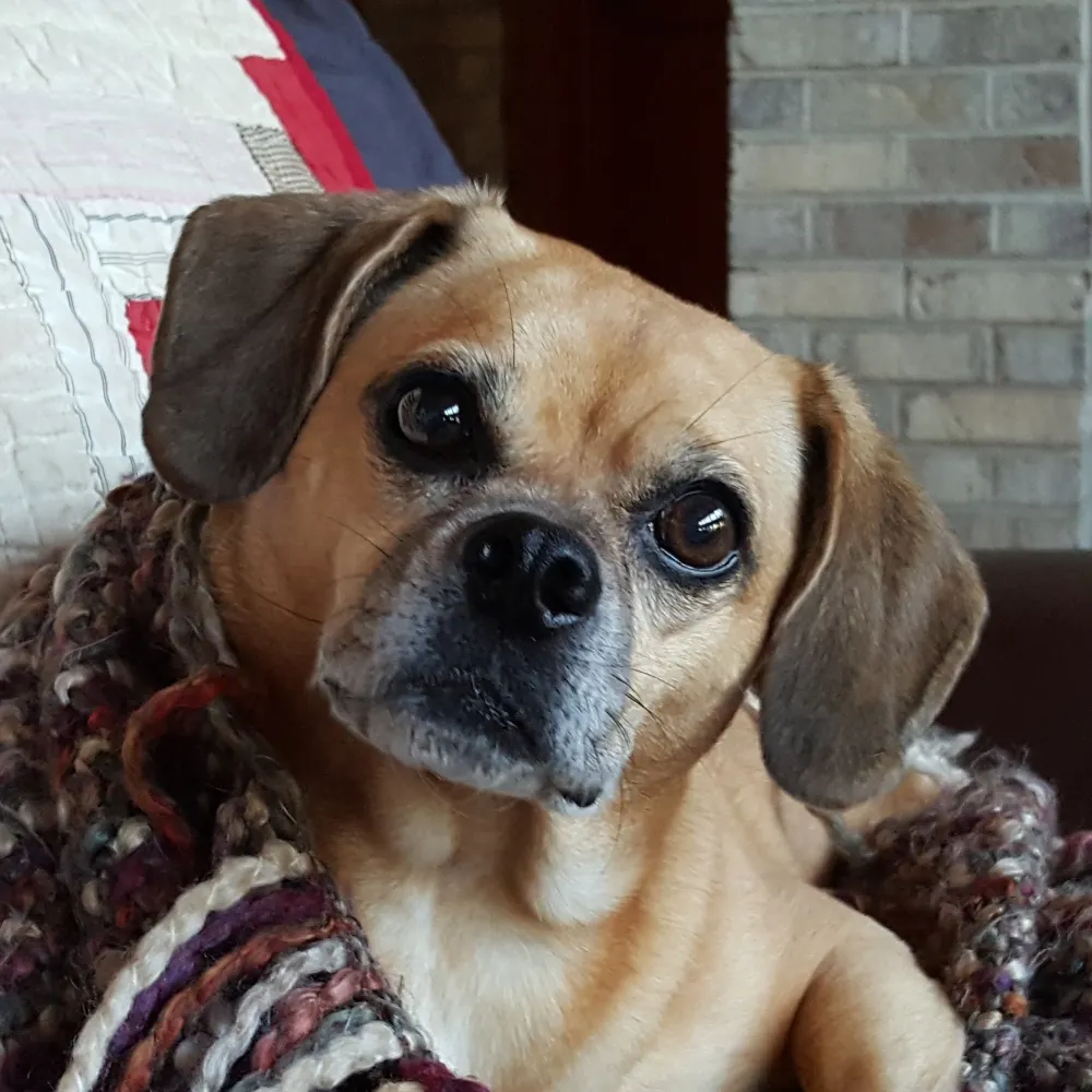 pedro-sandoval.bsky.social's profile picture