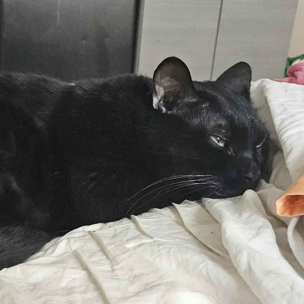 montrealmuffin.bsky.social's profile picture