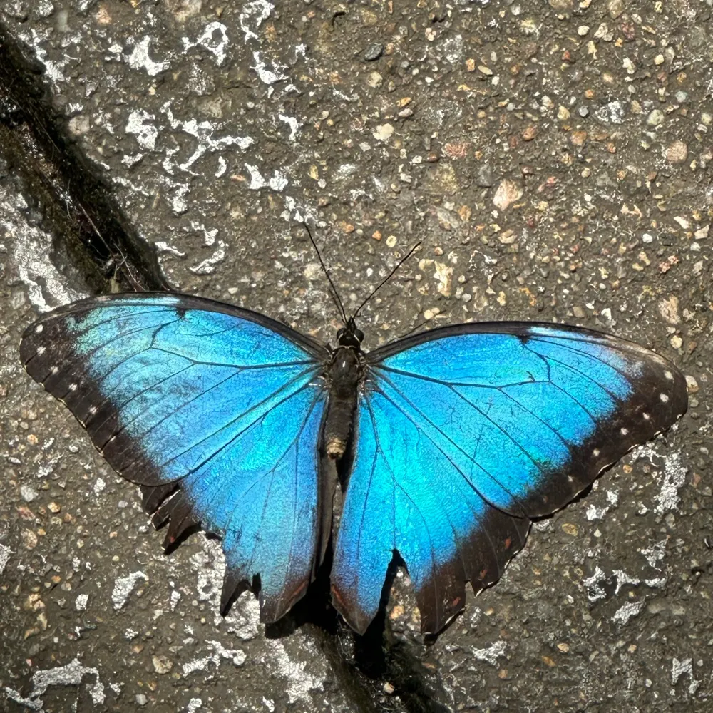 lightloveandpeace.bsky.social's profile picture