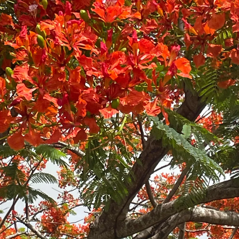 adhoyo.bsky.social's profile picture