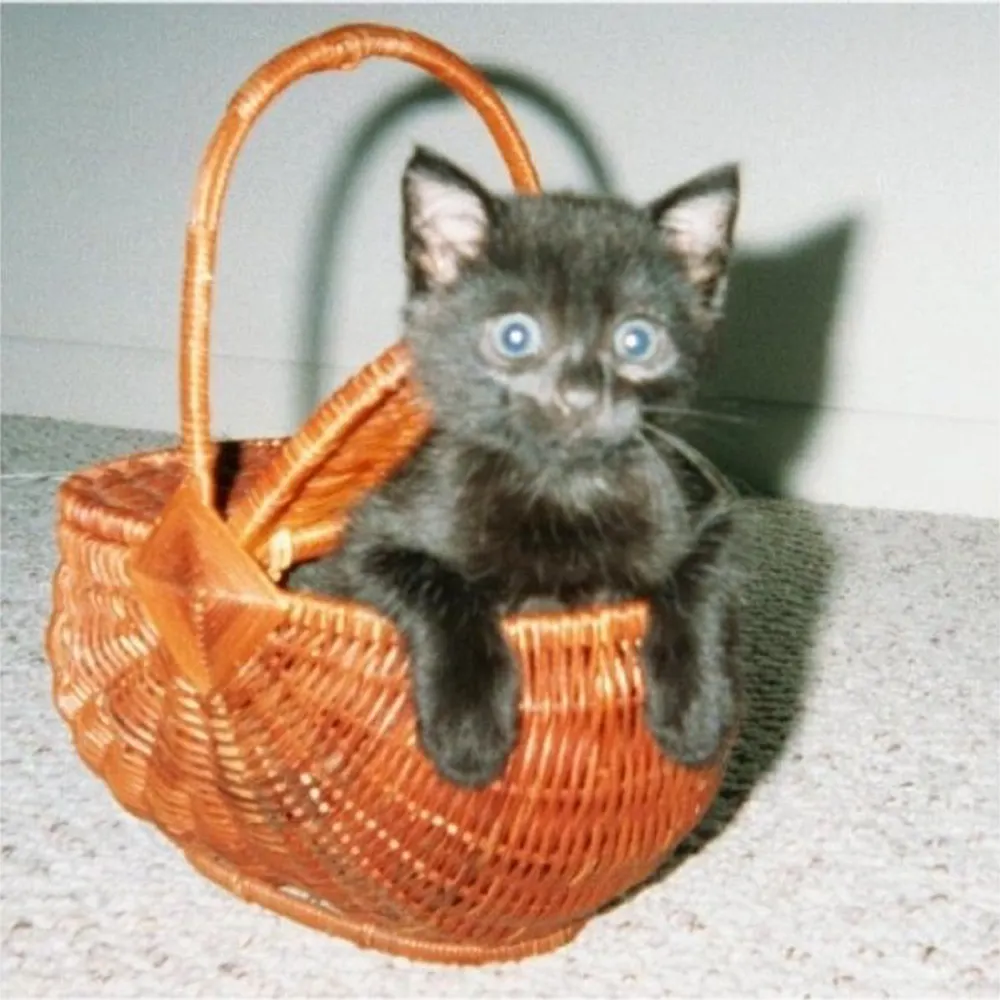 fsustage.bsky.social's profile picture