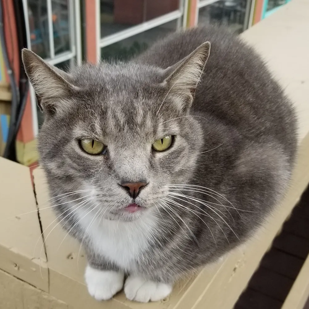 paulinsc.bsky.social's profile picture