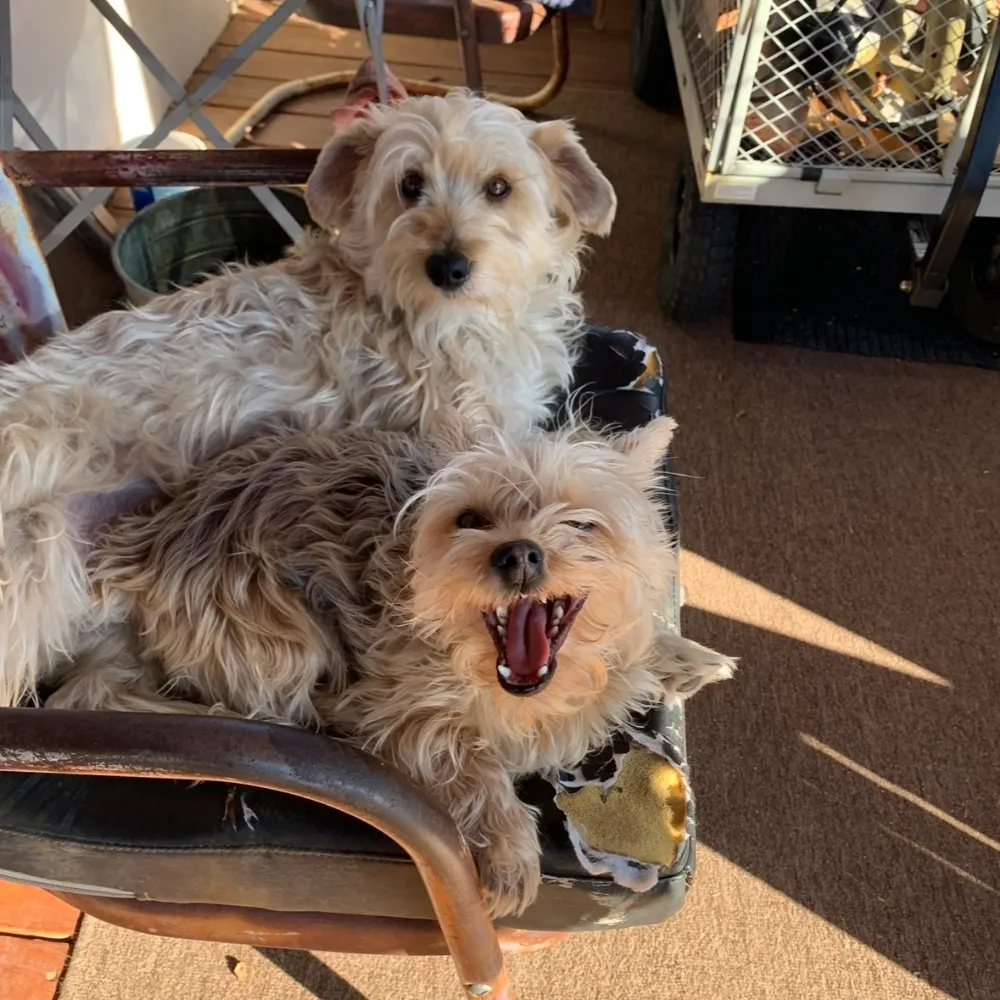 halfbreedrezman.bsky.social's profile picture