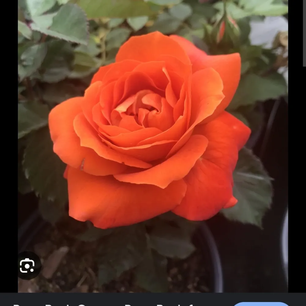 roseyroseamund.bsky.social's profile picture