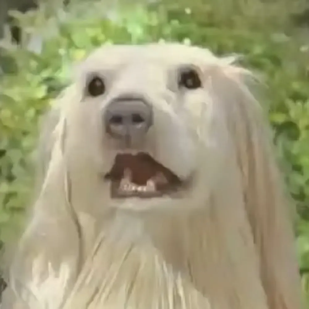 cornost.one's profile picture