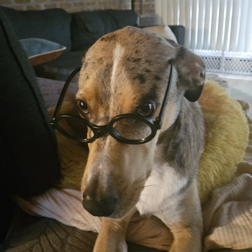 tadog.bsky.social's profile picture