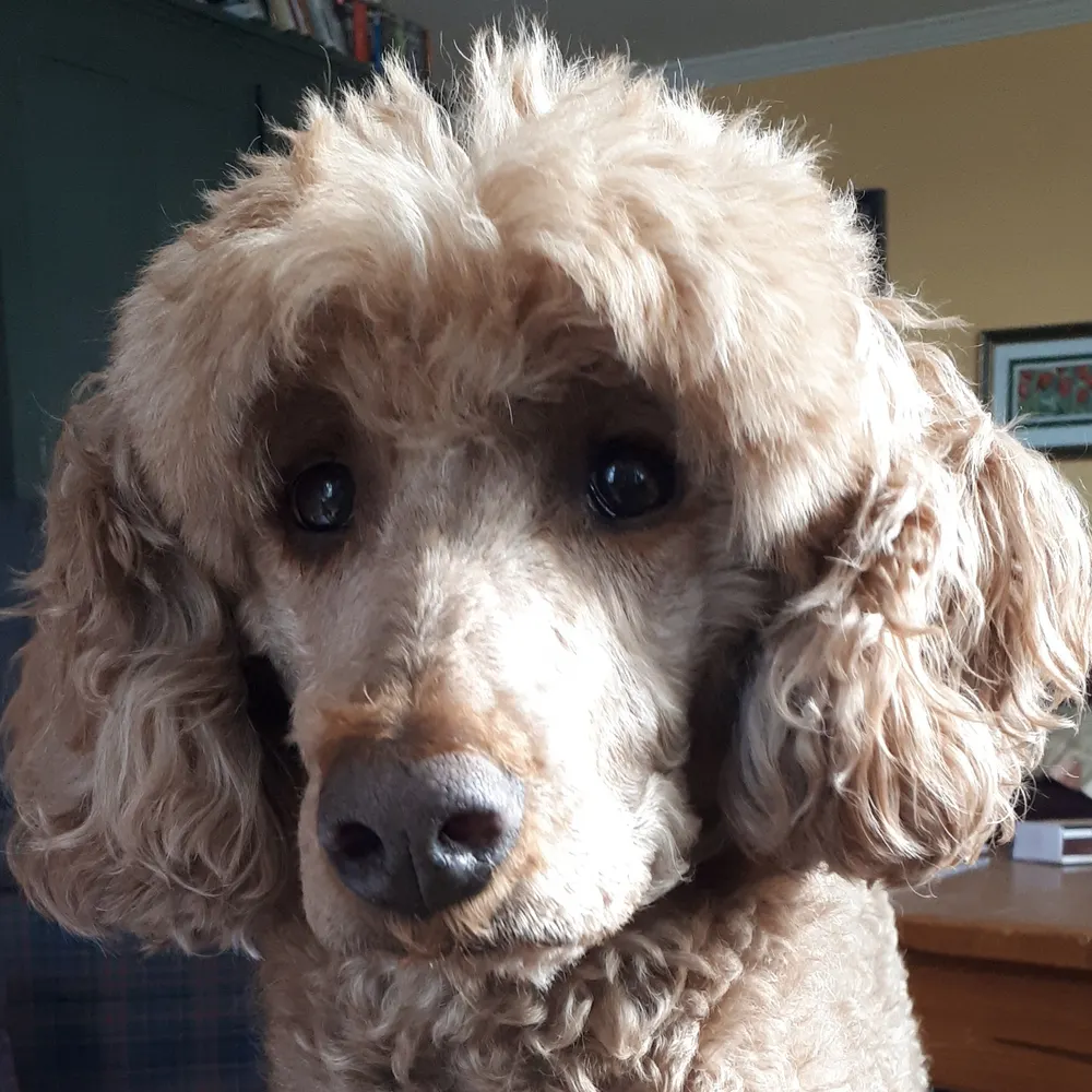 cdncrone.bsky.social's profile picture