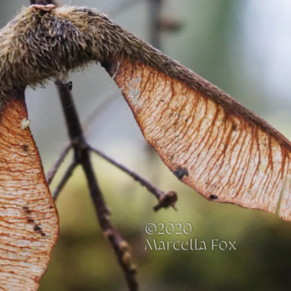 marcellacreates.bsky.social's profile picture