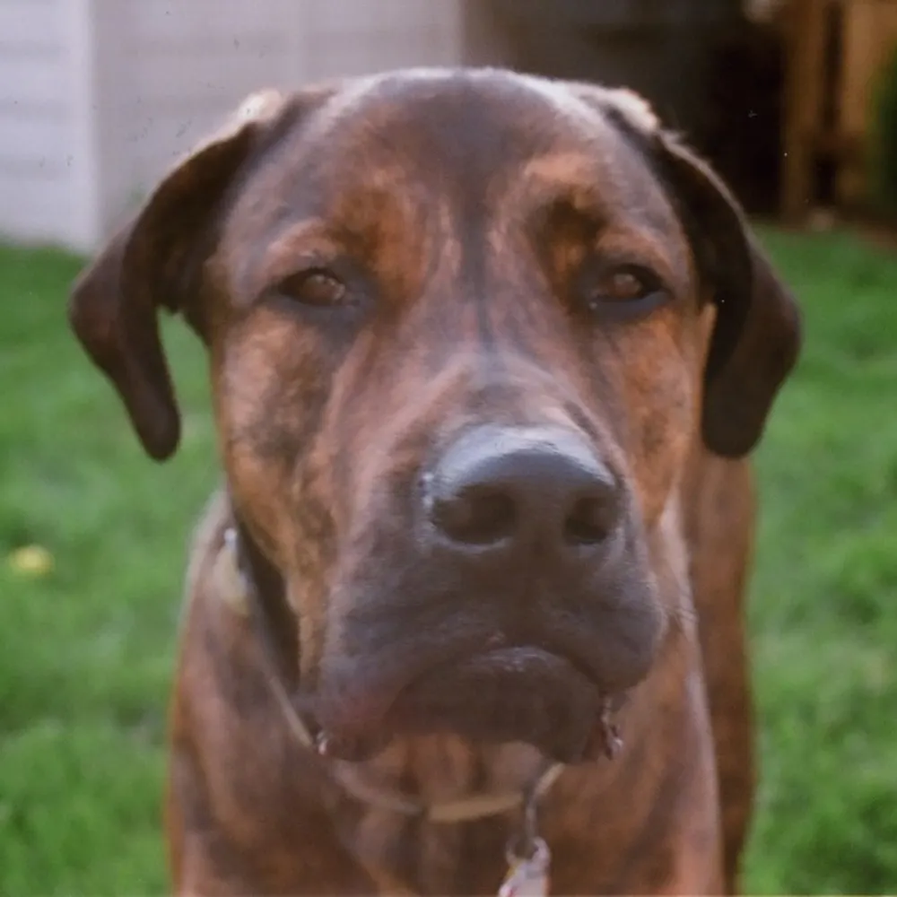 norbz.org's profile picture