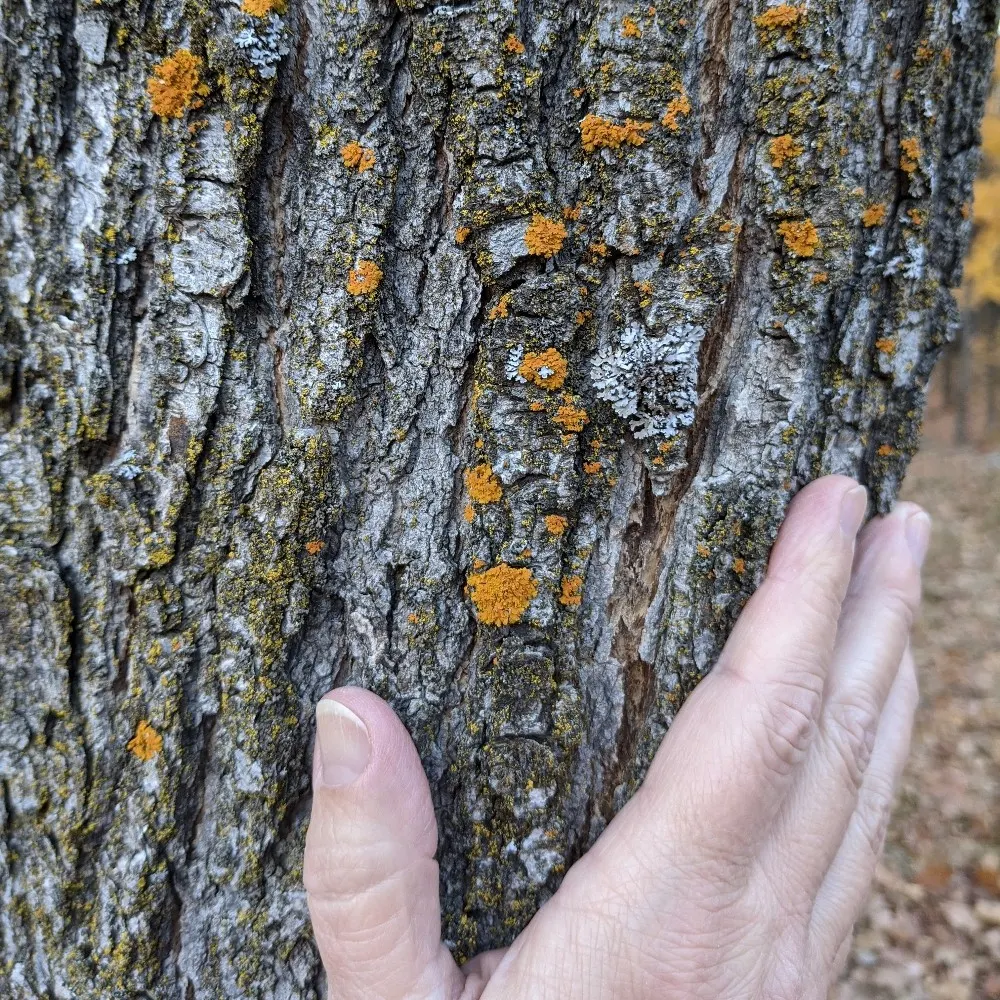 aspiringfinn.bsky.social's profile picture