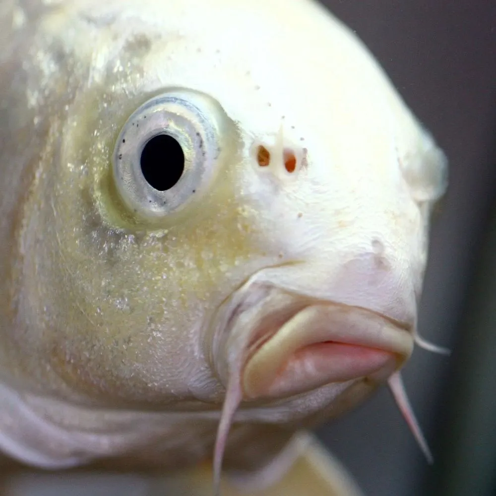 fishttp.website's profile picture