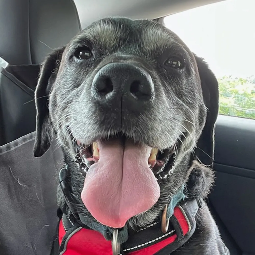 dignusdingus.bsky.social's profile picture