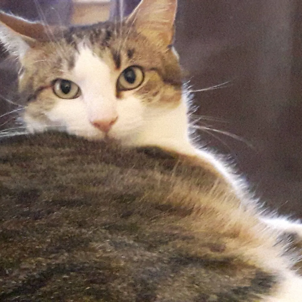 opinionatedretiree.bsky.social's profile picture