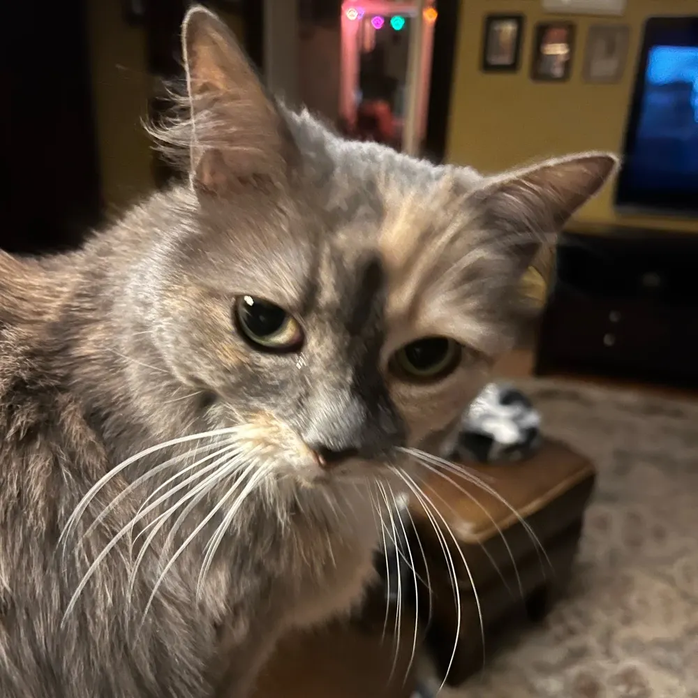 loudcat.bsky.social's profile picture