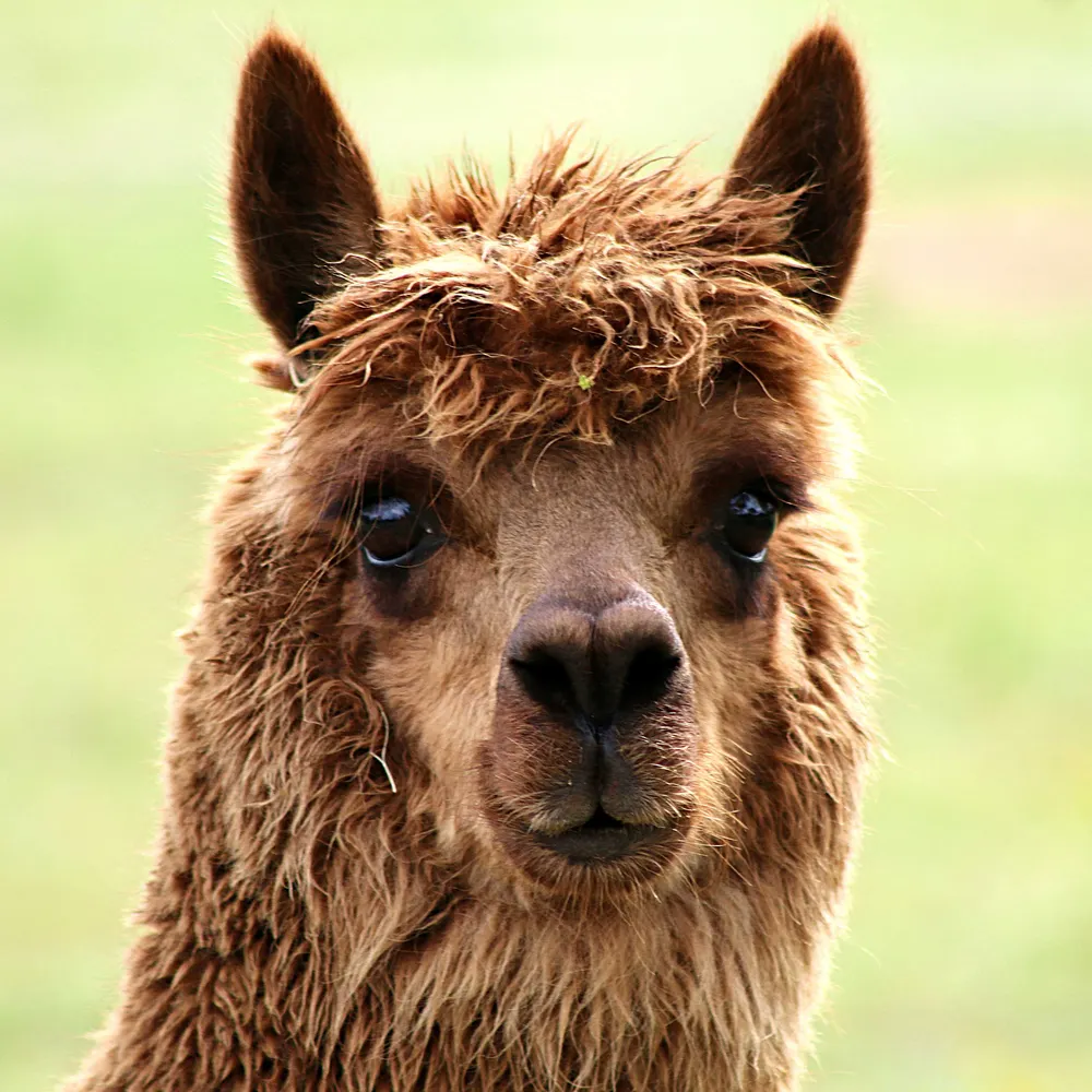 ozkath.bsky.social's profile picture