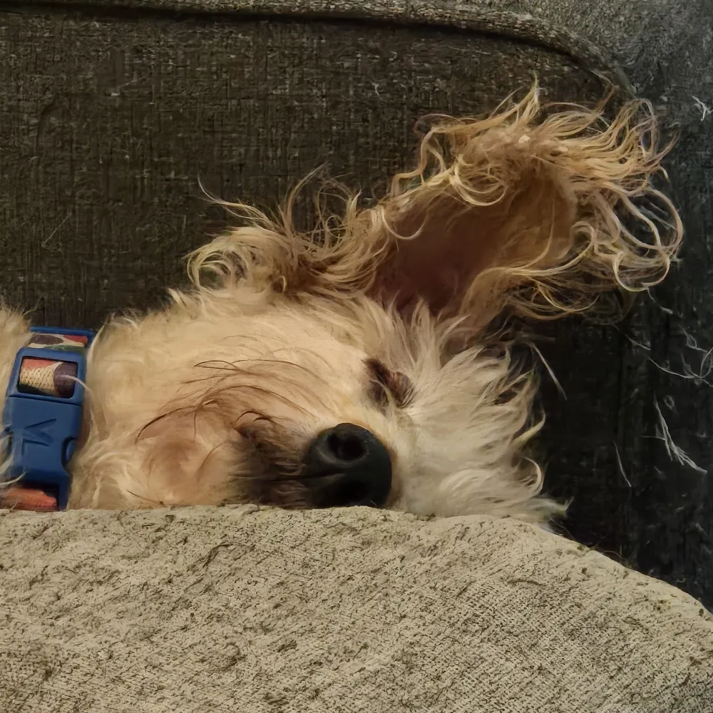 cv-danes.com's profile picture