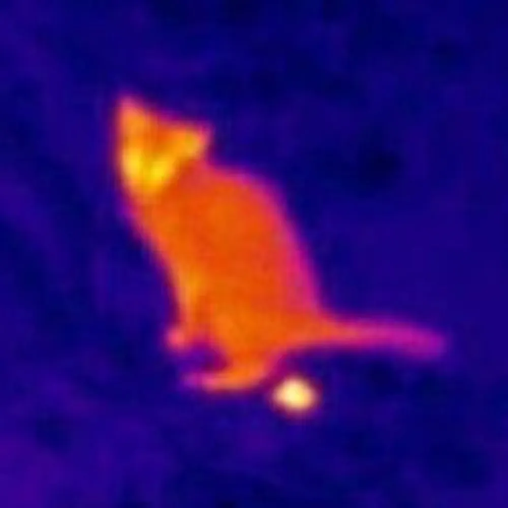 suddenlygarmo.bsky.social's profile picture