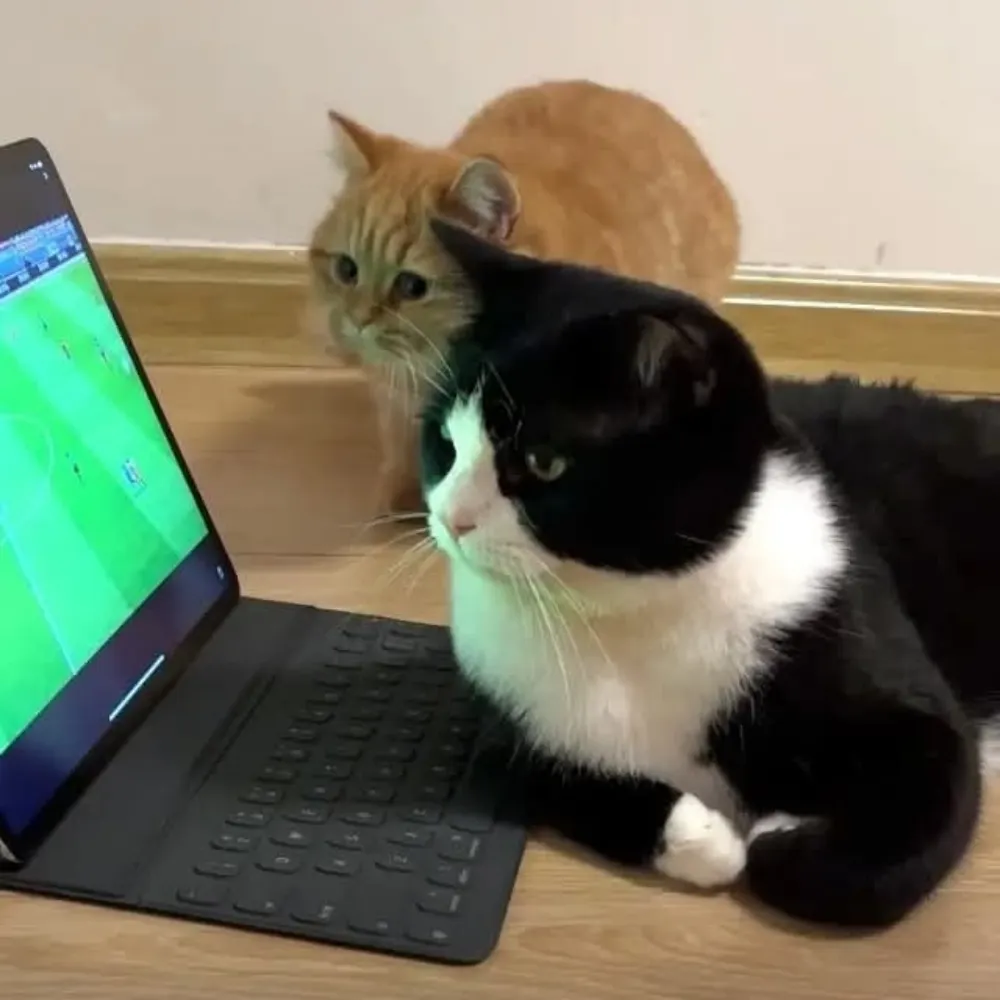 tiktalk.bsky.social's profile picture