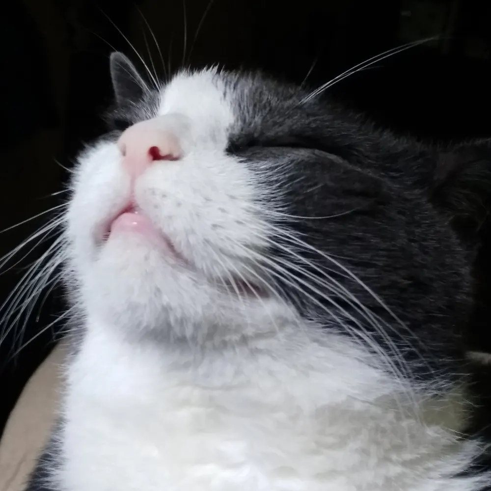 bowiebabe.bsky.social's profile picture