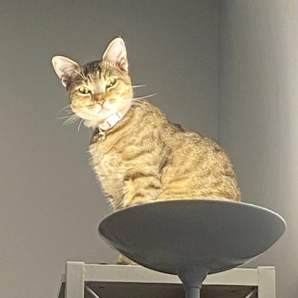 stevielikewonder.bsky.social's profile picture