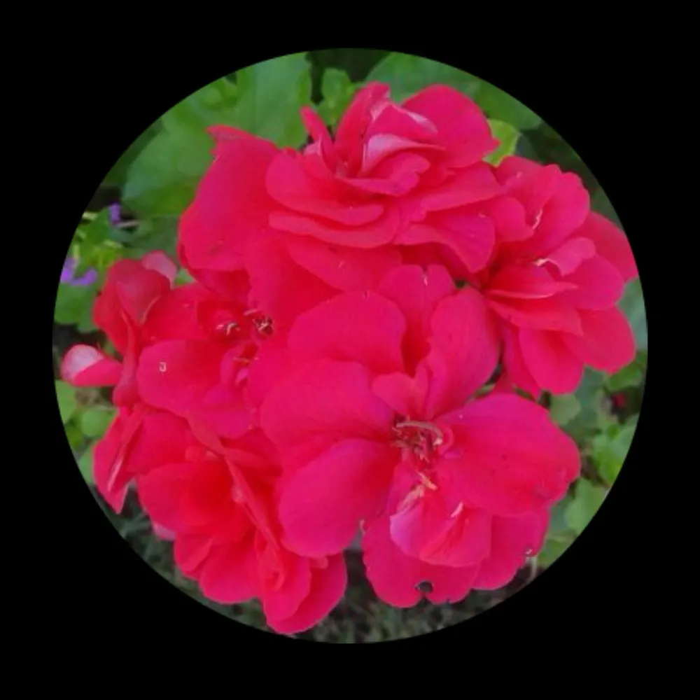 oneserenitynow.bsky.social's profile picture