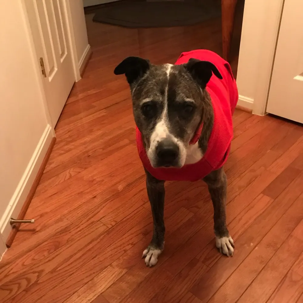 5cats4me.bsky.social's profile picture