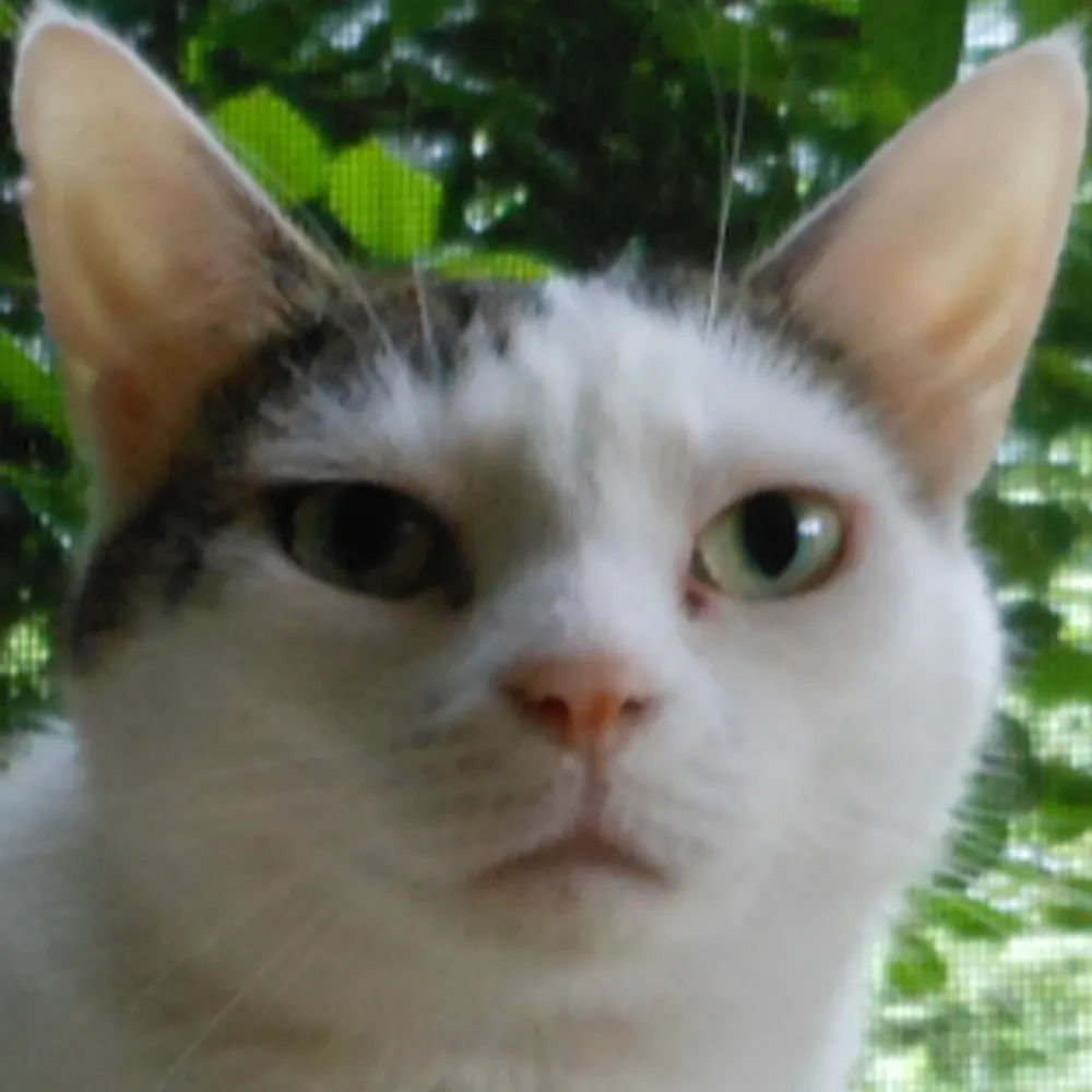 litzz11.bsky.social's profile picture